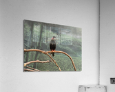 Bird Acrylic Print