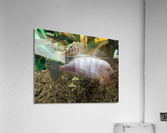 Colorful Fish Acrylic Print