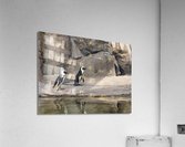 Penguin Acrylic Print