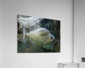 Colorful Fish Acrylic Print