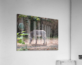 Zebra Acrylic Print