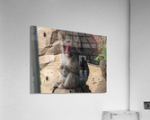 Monkey Acrylic Print