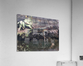 Reptile Acrylic Print