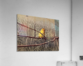 Colorful Bird Acrylic Print