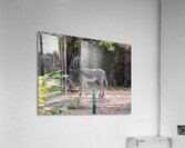 Zebra Acrylic Print