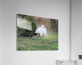 White Bird Acrylic Print