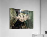 Colorful Fish Acrylic Print