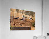 Birds Acrylic Print