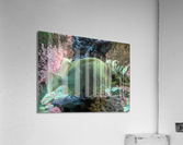 Colorful Fish Acrylic Print