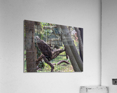 Bird Acrylic Print