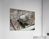 Bird Zoo Acrylic Print