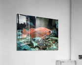 Colorful Fish Acrylic Print