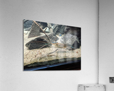 Zoo Acrylic Print