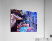 Blue Fish Acrylic Print