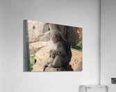 Monkey Acrylic Print