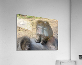 Monkey Acrylic Print