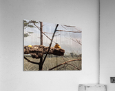 Zoo Acrylic Print