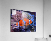Colorful Fish Acrylic Print