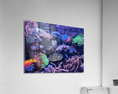 Colorful Fish Acrylic Print