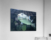 Puffer Fish Acrylic Print