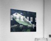 Puffer Fish Acrylic Print