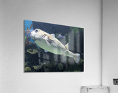 Puffer Fish Acrylic Print
