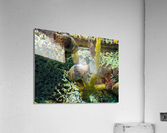 Colorful Fish Acrylic Print