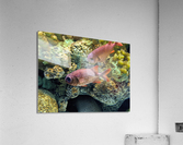 Colorful Fish Acrylic Print