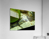 Yellow Eel Acrylic Print