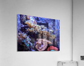 Aquarium Acrylic Print