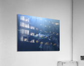 Shark Acrylic Print