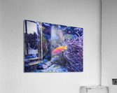 Colorful Fish Acrylic Print
