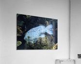 Colorful Fish Acrylic Print