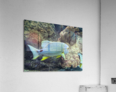 Colorful Fish Acrylic Print