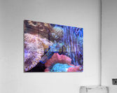 Blue Fish Acrylic Print