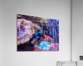 Blue Fish Acrylic Print