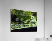 Yellow Eel Acrylic Print