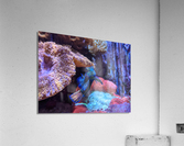 Blue Fish Acrylic Print