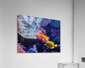 Colorful Fish Acrylic Print