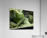 Yellow Eel Acrylic Print