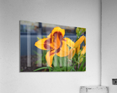 Yellow Flower Acrylic Print