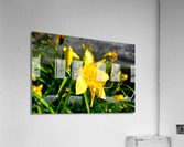 Yellow Flowers Acrylic Print