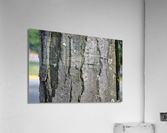 DSC 0053 Acrylic Print
