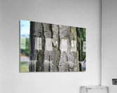 DSC 0050 Acrylic Print