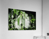 DSC 0023 Acrylic Print