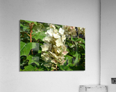DSC 0007 Acrylic Print