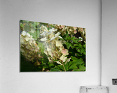 DSC 0005 Acrylic Print