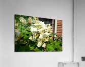DSC 0002 Acrylic Print