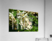 DSC 0003 Acrylic Print