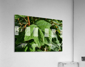 DSC 0015 Acrylic Print